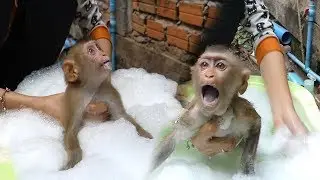 Baby Monkey Mori Swimming In Bubble Shampoo, She Crying Loudly