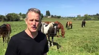 Sebastopol Real Estate