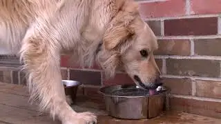 Animal Winter Care