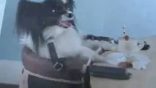The Pet High Chair!  Hysterical Funny New Product For Your Pet
