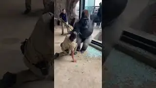 Leopard Attacks Its ZooKeeper &mdash; Gorilla Rushes to Save Him!