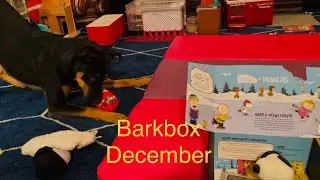 December Bark Box Peanuts