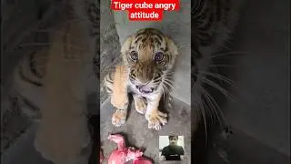 Angry Tiger Cub:  Bengal Tiger Rescue Story