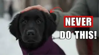 90% of Owners Make THESE Winter Mistakes...And Their Dogs Suffer in Silence!