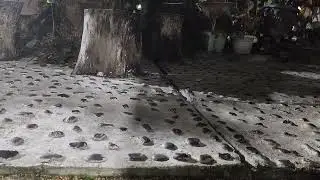 The sound of crickets at night 