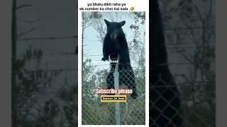 chor bhalu 🤣😂 ll #funny #petshub #animals