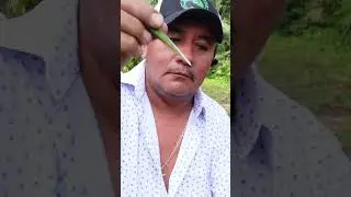 Top working a mango tree with cleft graft #mango #tropicalfruittrees #grafting