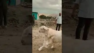 Special Toofan Bakra