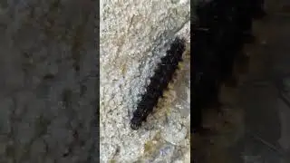 Lagarta cabeluda