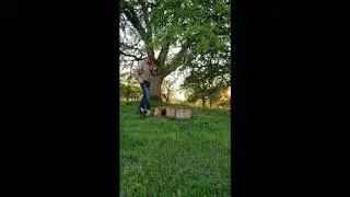Catching a springtime swarm