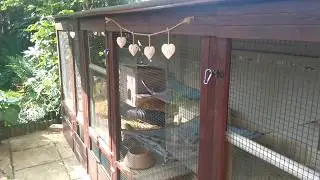 Tips to keep ferret or rabbit hutches cool in summer