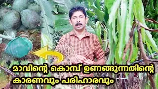 മാവിൻ്റെ കൊമ്പ് ഉണങ്ങുന്നതിൻ്റെ കാരണവും പരിഹാരവും Mango Tree Disease Krishi Lokam
