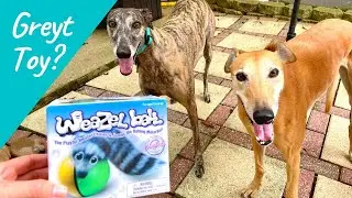 Is the Weazel Ball Greyhound Approved?