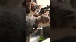 Perch&eacute; Il Gatto Ti Segue Sempre In Cucina? #gatto #gatti #animalifacili