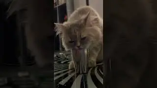 😻 Obsessed With This Cat Drinking Water From a Tiny Glass! 💧 #CatDrinkingWater #TinyGlassCat