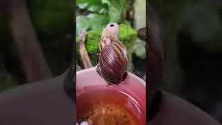 Japanese snail sa tabo #viralvideo #viralvideos
