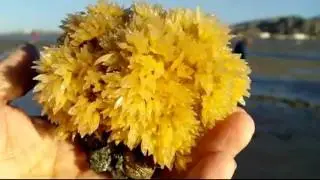 Beach Facts... Plant or Animal..? Oyster Drill Snail Egg Cluster