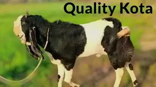 Bade Kaano Wala Kota Bakra - Quality Behtareen Masha Allah - Ram Master Kota