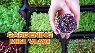 Gardening vlog #aestetic #farming #basil #cookingchannel #yard #blogger #lifestyle #dill #planting