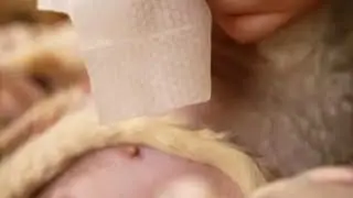 Xxin德文猫舍|嘟嘟接生序曲 大家好我是你的德文饲养员小鑫呀~#猫咪 #德文卷毛猫 #德文猫舍 #德文卷毛猫繁育人 #我的小猫幸福我就幸福