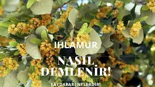 IHLAMUR NASIL DEMLENİR / IHLAMURUN FAYDALARI