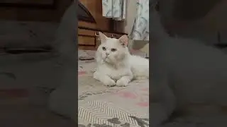 New video #cat #whowillbemylifepartnerta #kidkat #cute #funny #😂#