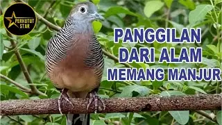 suara burung Perkutut Lokal Gacor alam bebas - ahli mancing bunyi