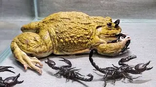 Asian Giant Bullfrog Big Eats Scorpion! Asian Bullfrog Live Feeding