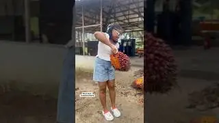 My first palm oil mill experience 🫣☺️