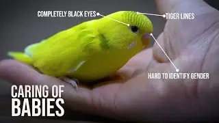 4 Week Old Budgie | How to Feed Baby Budgies