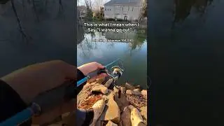Do you agree? #edit #capcut #bass #fishinglife #fishing #freshwaterfish #subscribe #ponds #spring