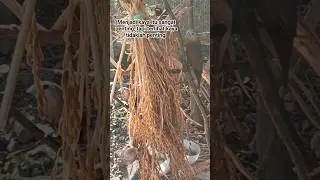 PAKAN SPESIAL UNTUK BURUNG EMPRIT KAJI DI AVIARY MINI