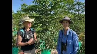 Rainforest birds returning to reforested cow paddock!