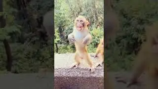 monkey stand with two legs