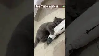 Playtime #cat #funny #persian #kitten #cutecat #viralvideo #pets #cats #kitty #shorts #youtube#music