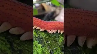 Velvet Worm &ndash; Nature&rsquo;s Living Fossil #animalshorts #animals #animallife #animal #wildlife