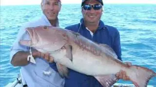 Monster Coral Trout - Ultimate Trophy reef fish & fishing!!