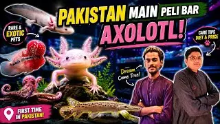 Axolotl Arrives in Pakistan for the First Time Must-See Exotic Pet!
