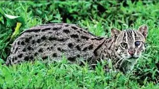 Pleistocene park samiler grassland project Maharashtra in Indian fishing cat roles.