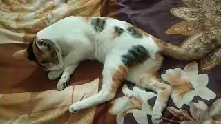 Catty