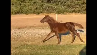 GRM Funquest Karma #2