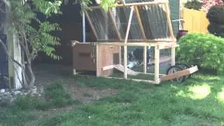 Zoey: The Chicken Herding Australian Shepherd