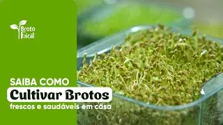 Como cultivar brotos frescos e saud&aacute;veis em casa