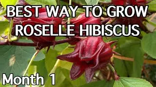 Growing ROSELLE HIBISCUS from seed | Planta de Jamaica