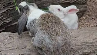 Both male and female rabbits like to eat natural grass.