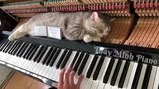 Piano woogie boogie massages for meow