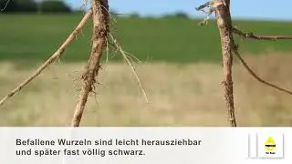 RAPOOL - Verticillium - St&auml;ngelstreifigkeit richtig erkennen