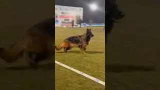 VA1😍 German shepherd #shorts #germanshepherd #shortvideo