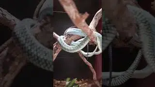 #reptilegarden #southdakota #exploreusa #livinginusa #roadtrip