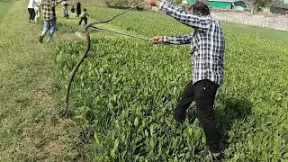 Biggest Rat Snake rescue in farms Akesan village 